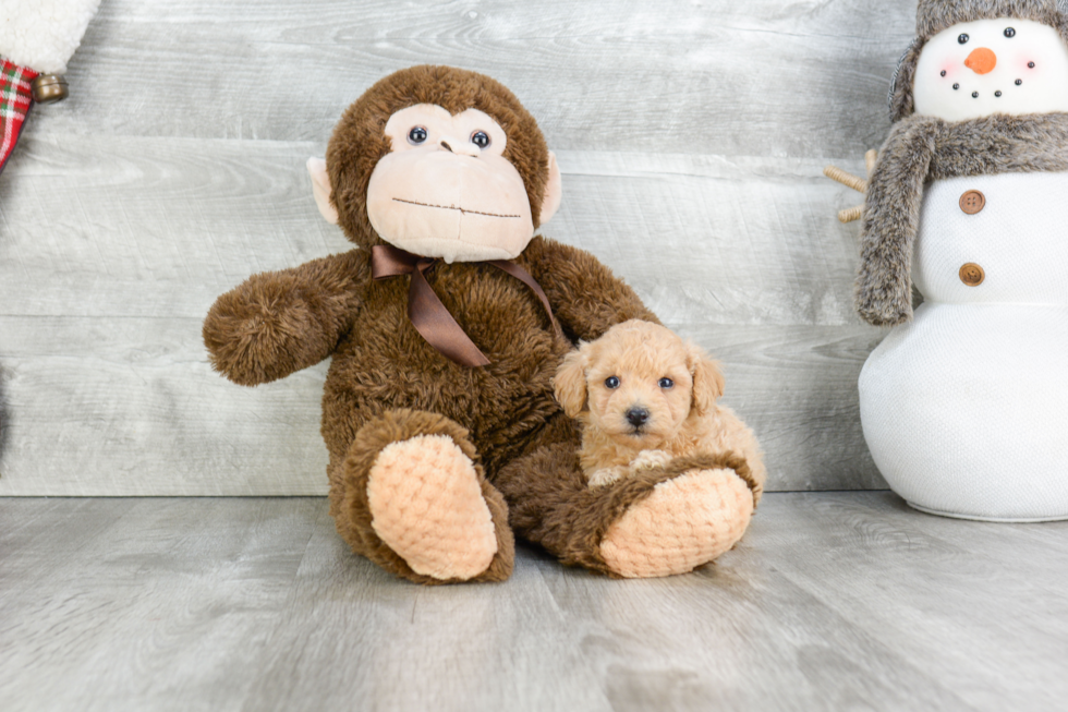 Maltipoo Pup Being Cute