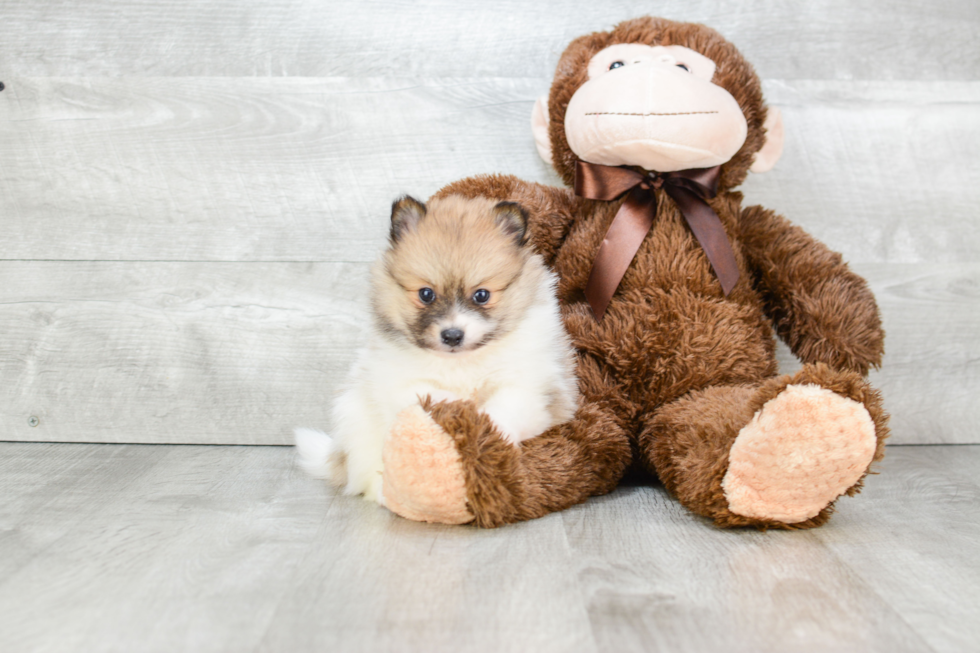 Energetic Pomeranian Purebred Puppy