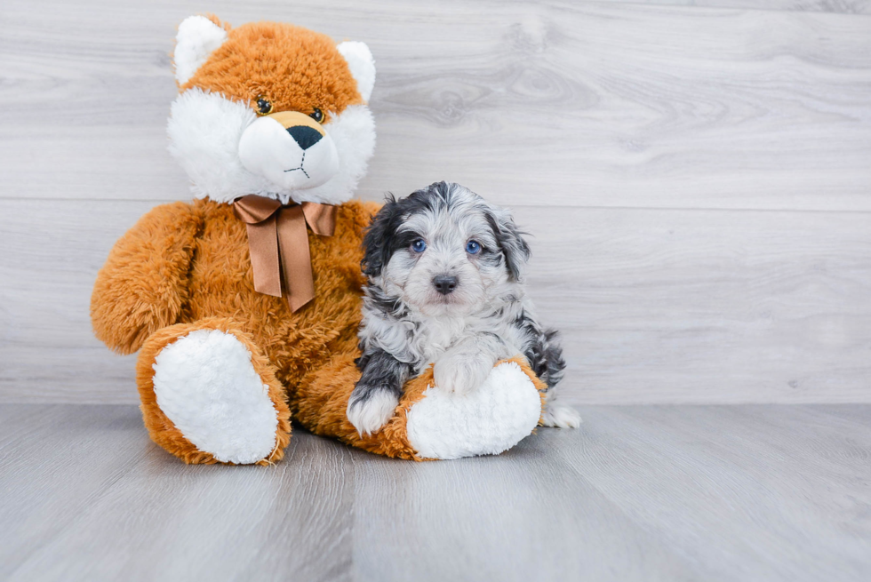 Playful Aussiepoo Poodle Mix Puppy