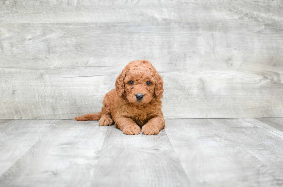 Energetic Golden Retriever Poodle Mix Puppy