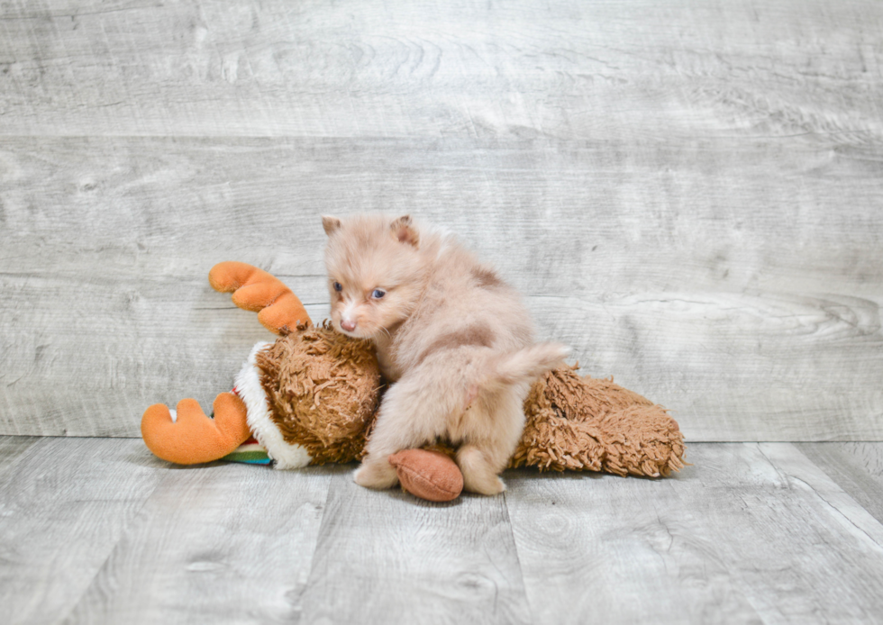 Playful Mini Husky Designer Puppy