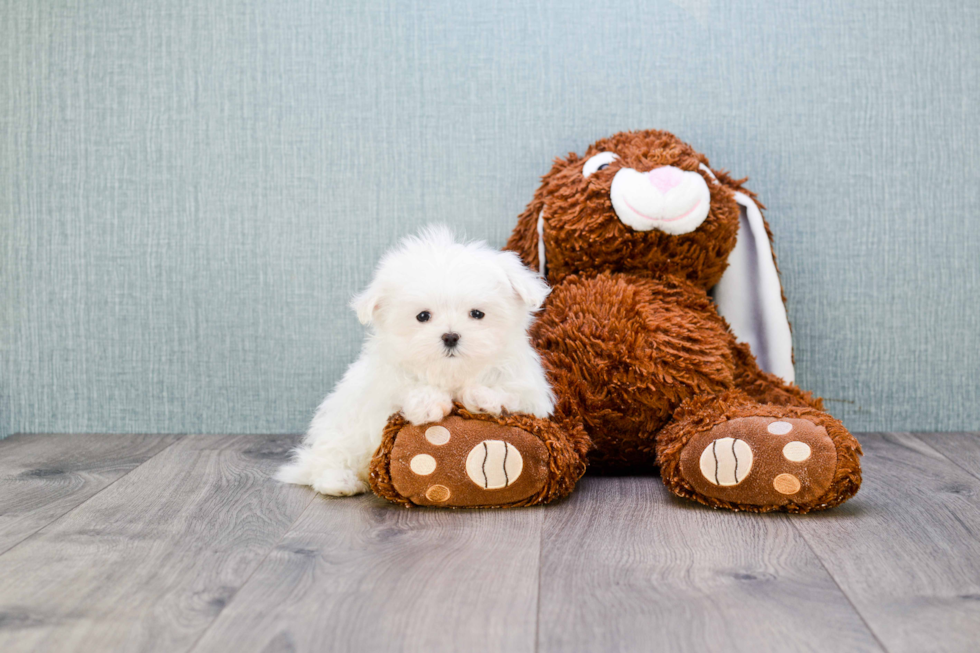 Popular Maltese Baby