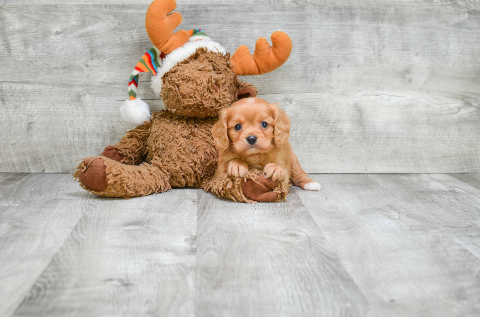 Best Cavalier King Charles Spaniel Baby