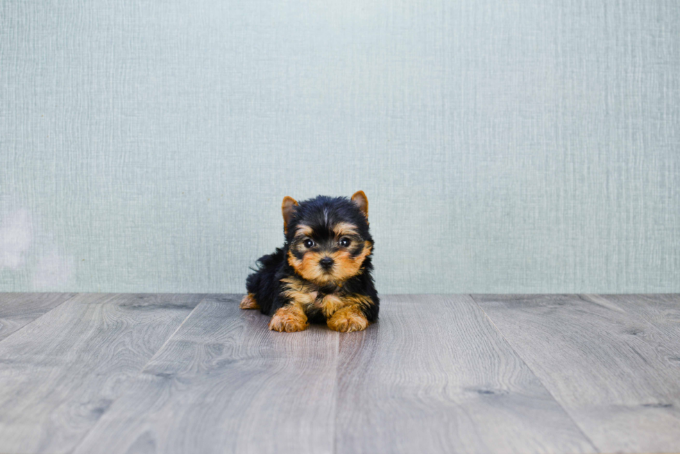 Meet Beckham - our Yorkshire Terrier Puppy Photo 