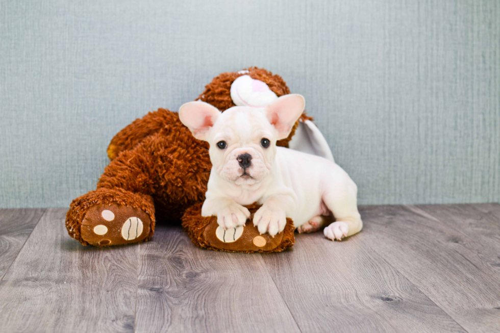 French Bulldog Pup Being Cute