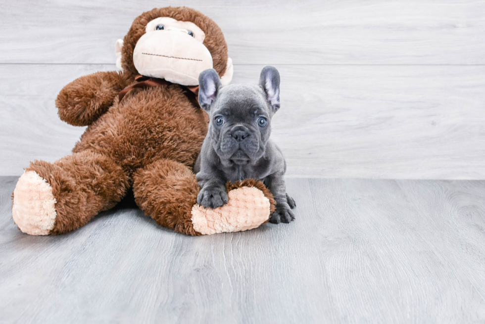 French Bulldog Pup Being Cute