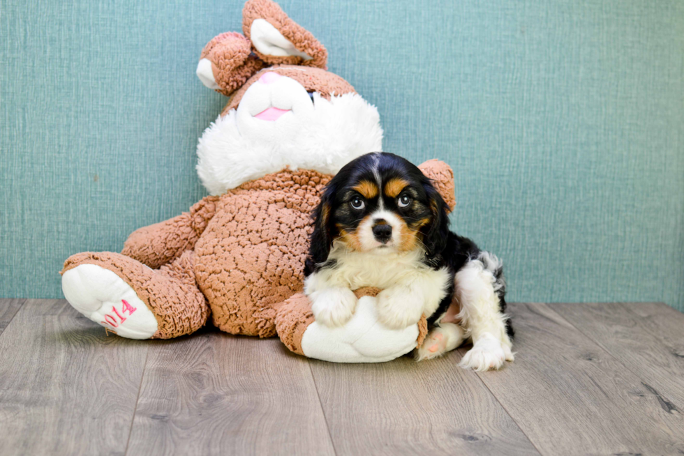 Best Cavalier King Charles Spaniel Baby