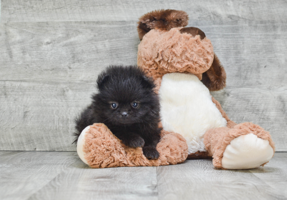 Pomeranian Pup Being Cute