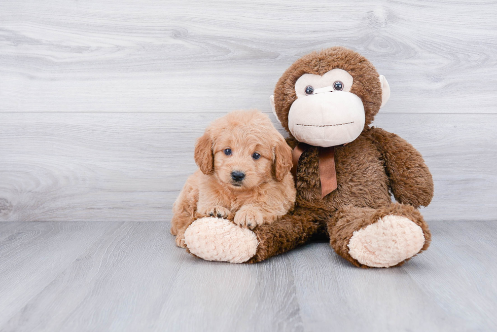 Best Mini Goldendoodle Baby