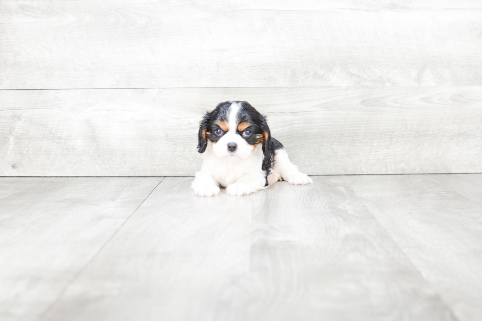 Best Cavalier King Charles Spaniel Baby