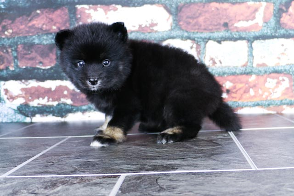 Pomsky Puppy for Adoption