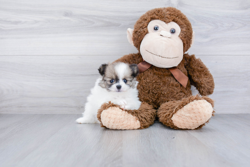 Friendly Pomeranian Baby