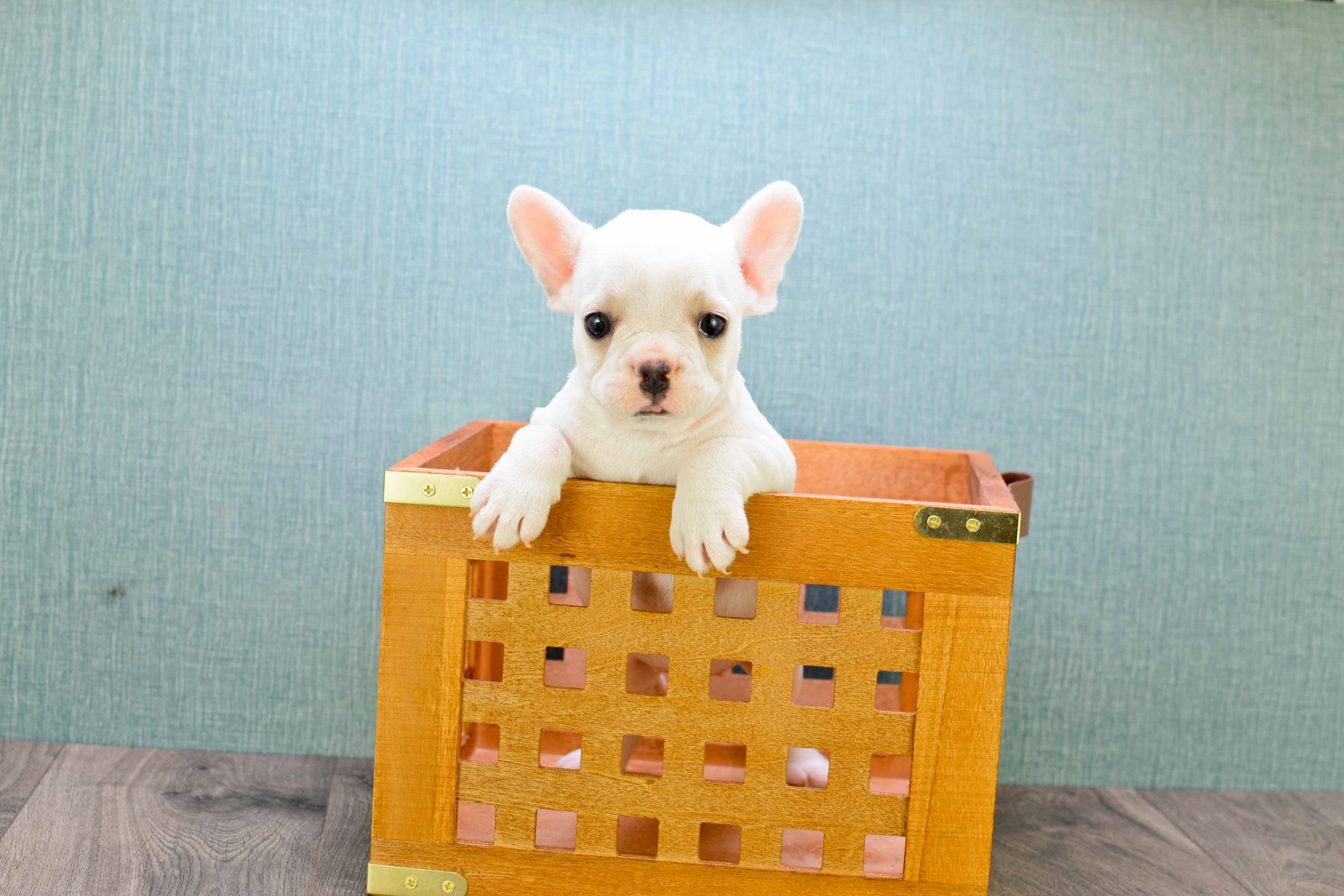 Playful French Bulldog Baby