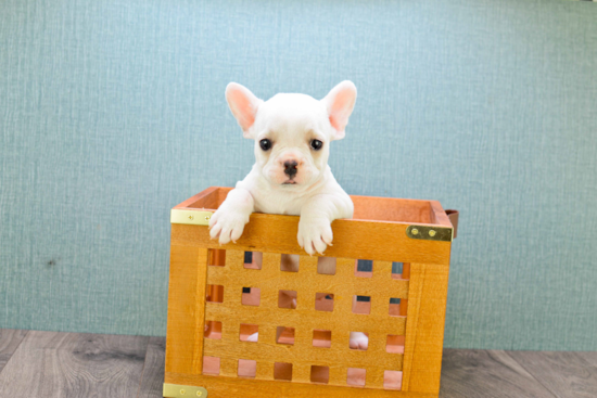 Playful French Bulldog Baby