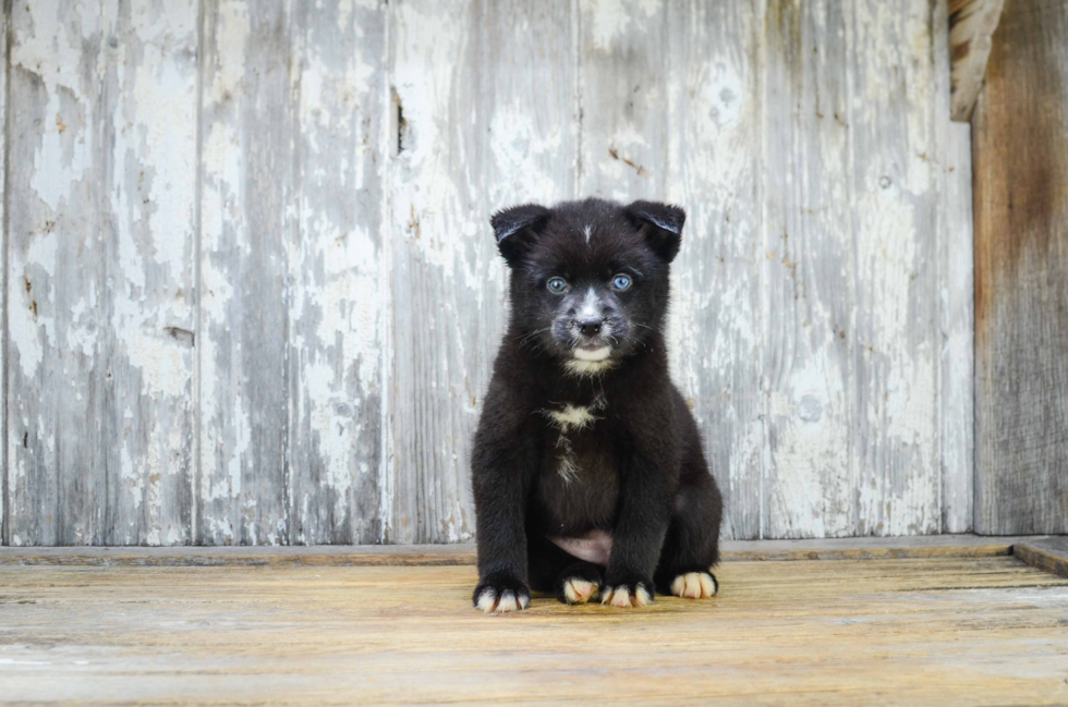 Adorable Mini Husky Designer Puppy