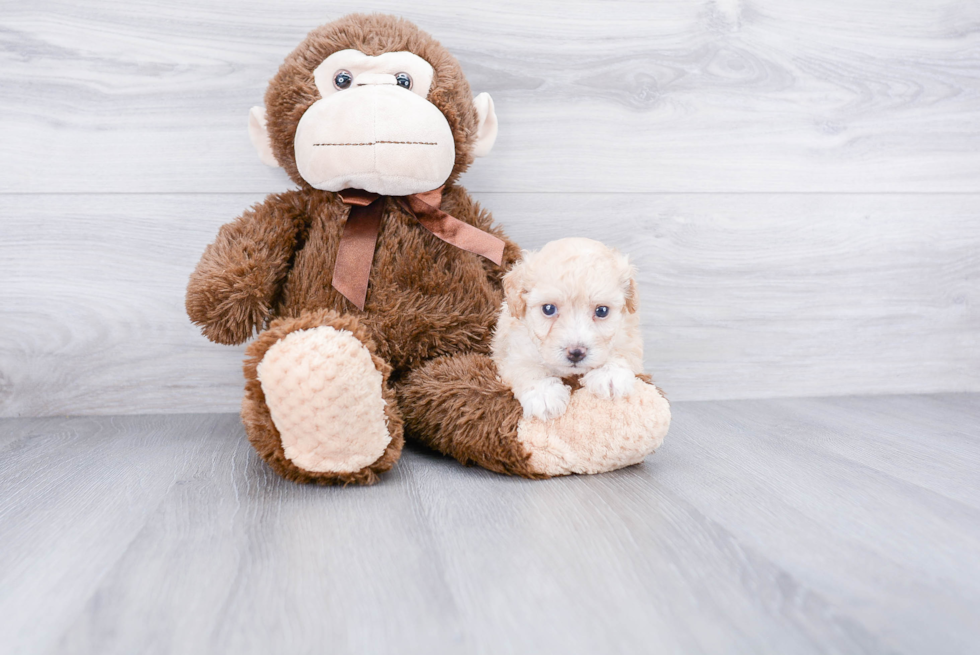 Adorable Maltepoo Poodle Mix Puppy