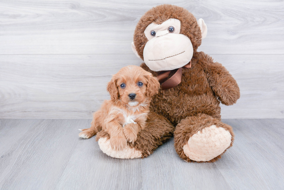 Cavapoo Puppy for Adoption