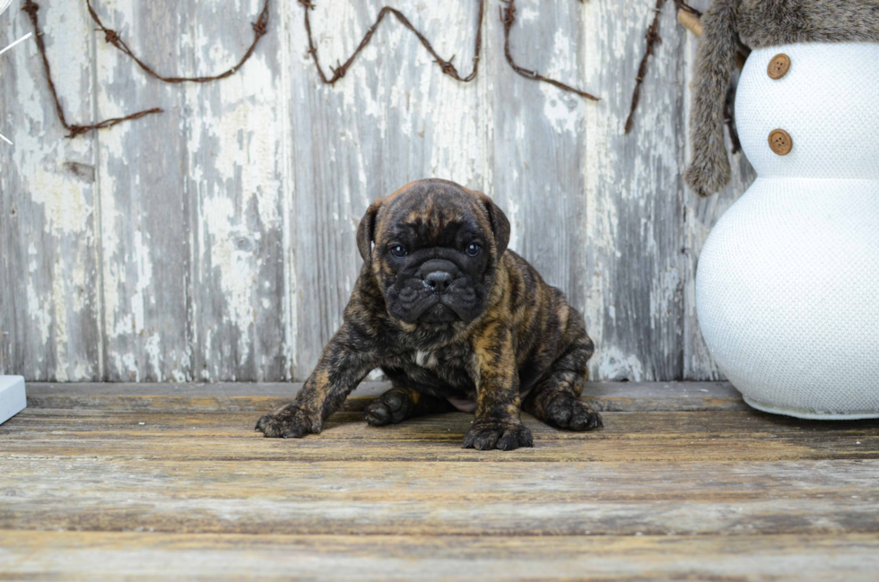 Cute English Bulldog Mix Puppy