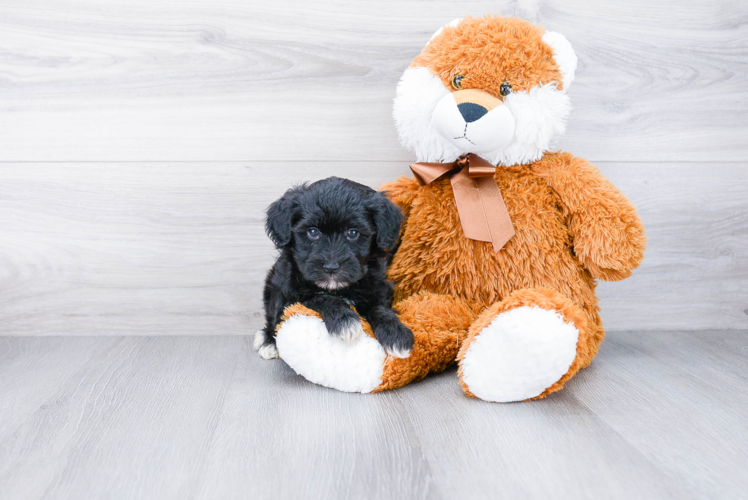 Little Havanese Purebred Pup