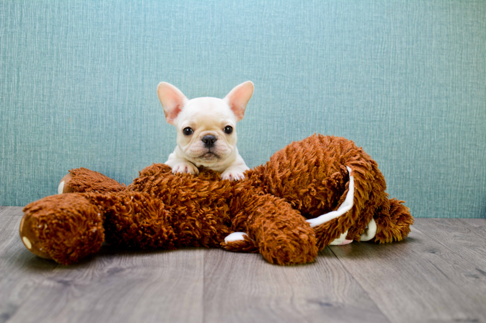 Funny French Bulldog Baby