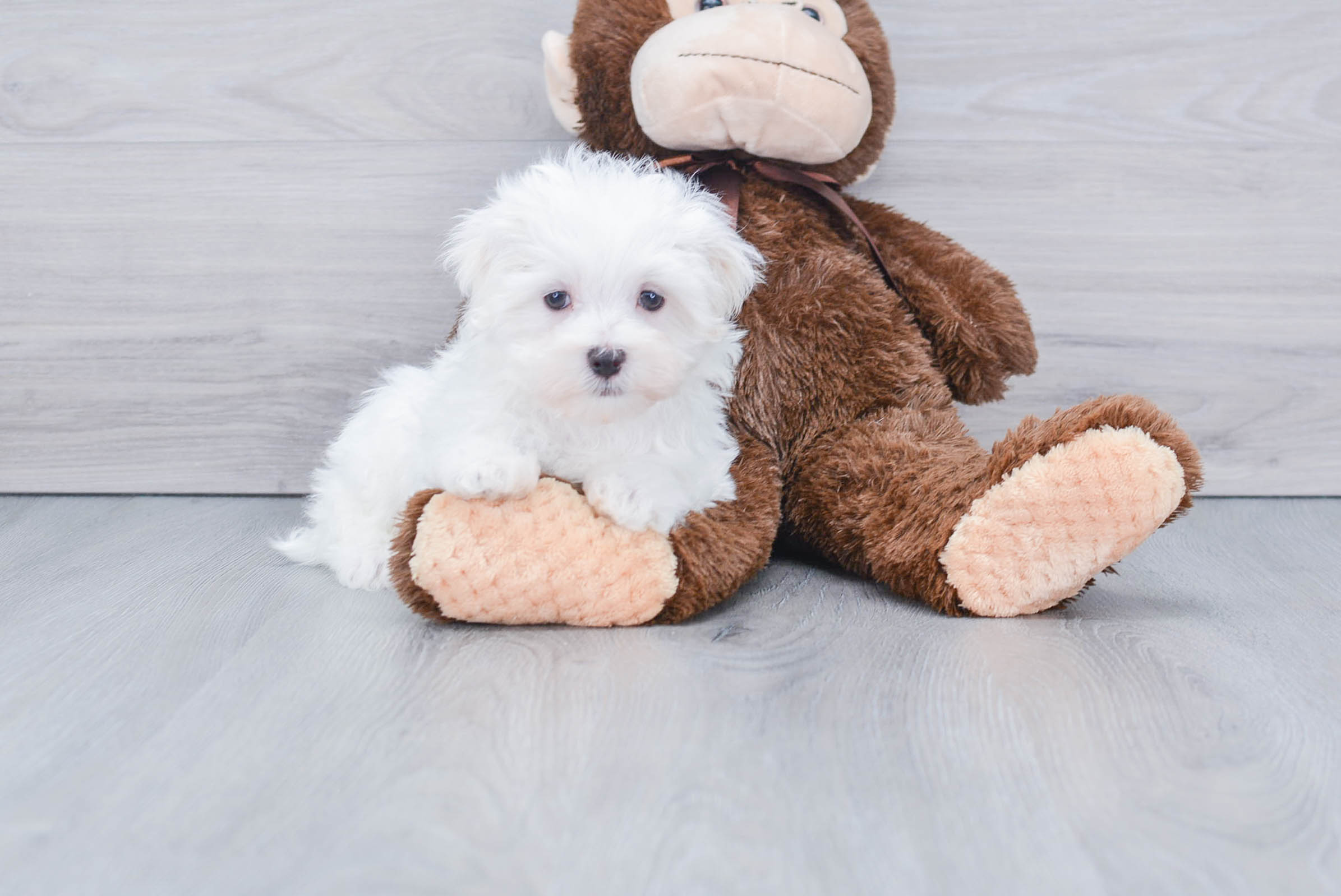 Funny Maltese Baby