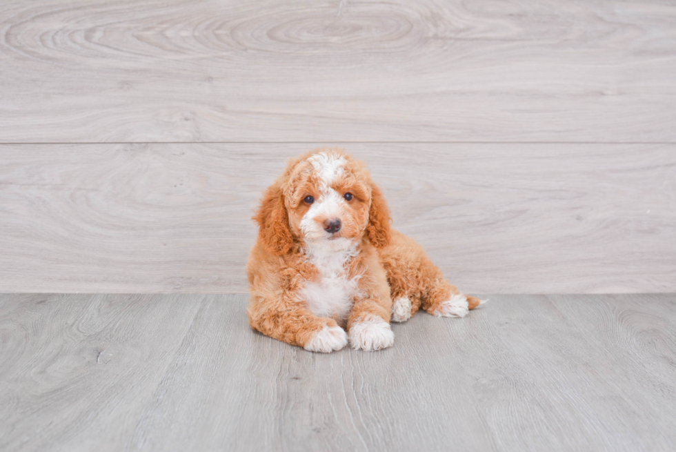 Mini Goldendoodle Puppy for Adoption