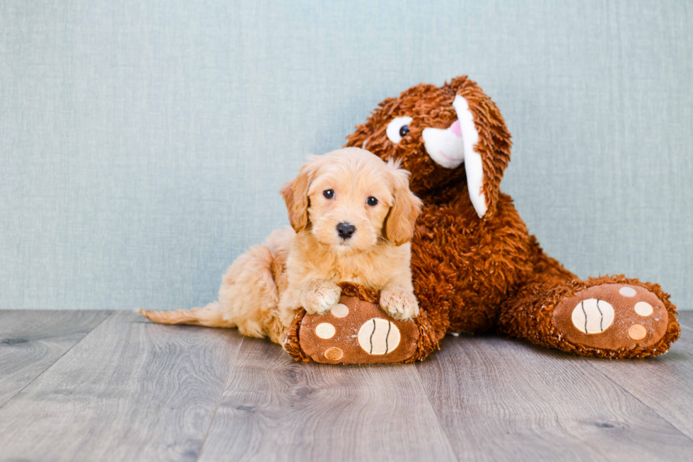 Mini Goldendoodle Pup Being Cute