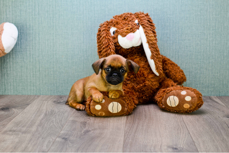 Cute Brussels Griffon Baby