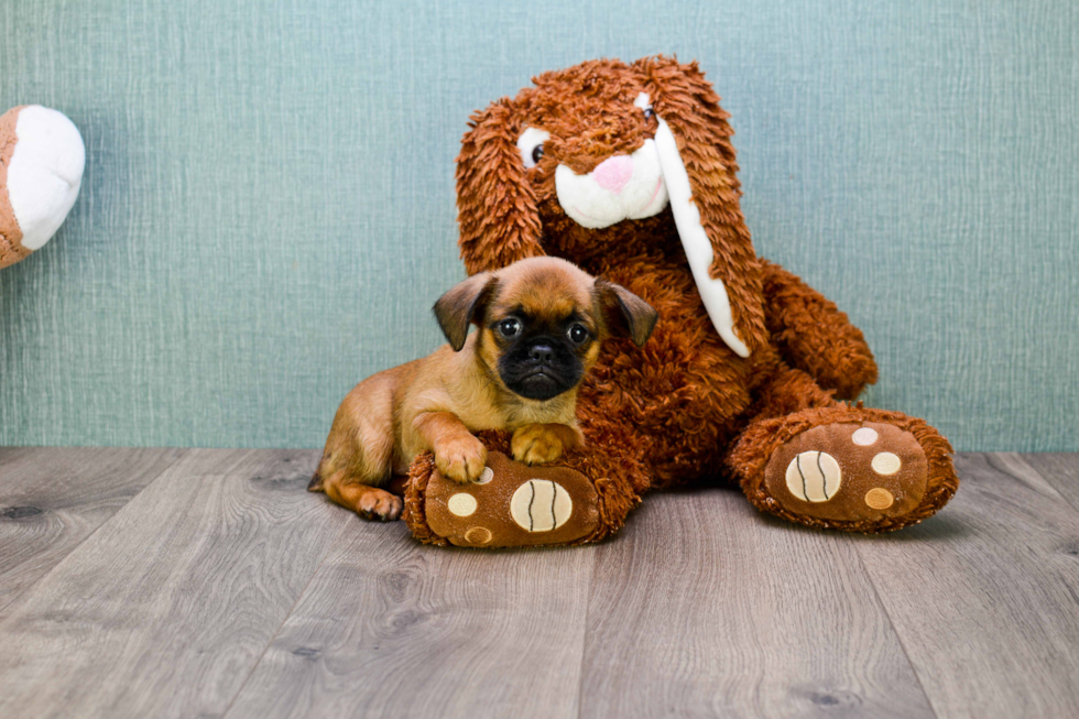 Cute Brussels Griffon Baby