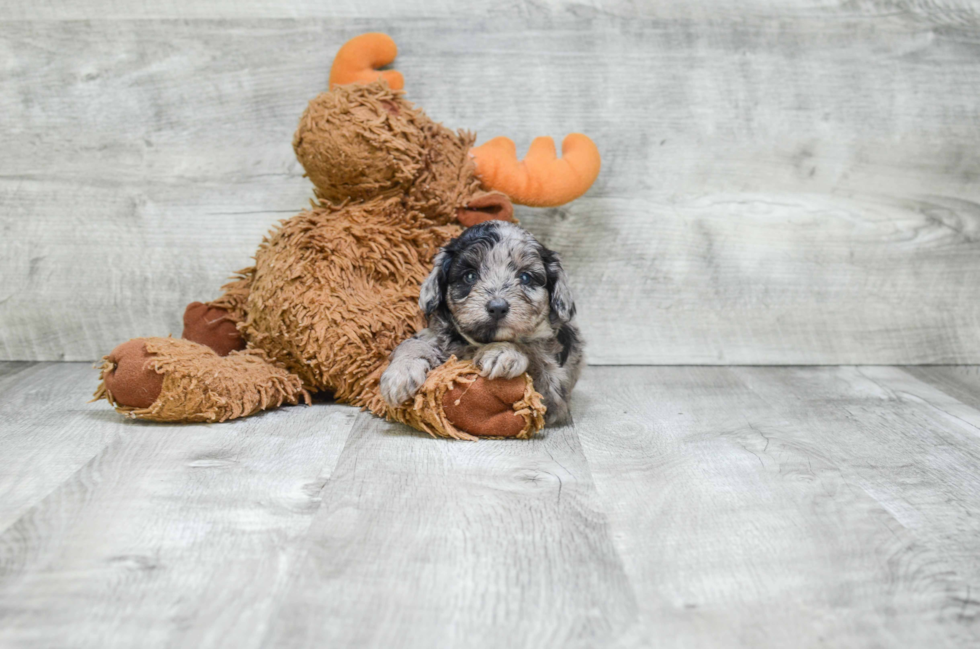 Hypoallergenic Aussiepoo Poodle Mix Puppy