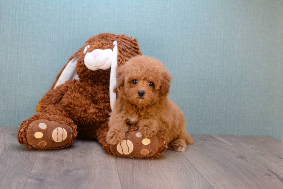 Cavapoo Puppy for Adoption