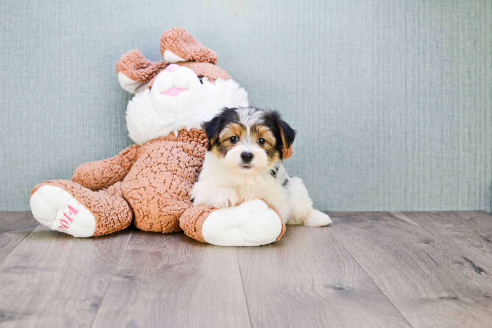 Hypoallergenic Yorkie Designer Puppy