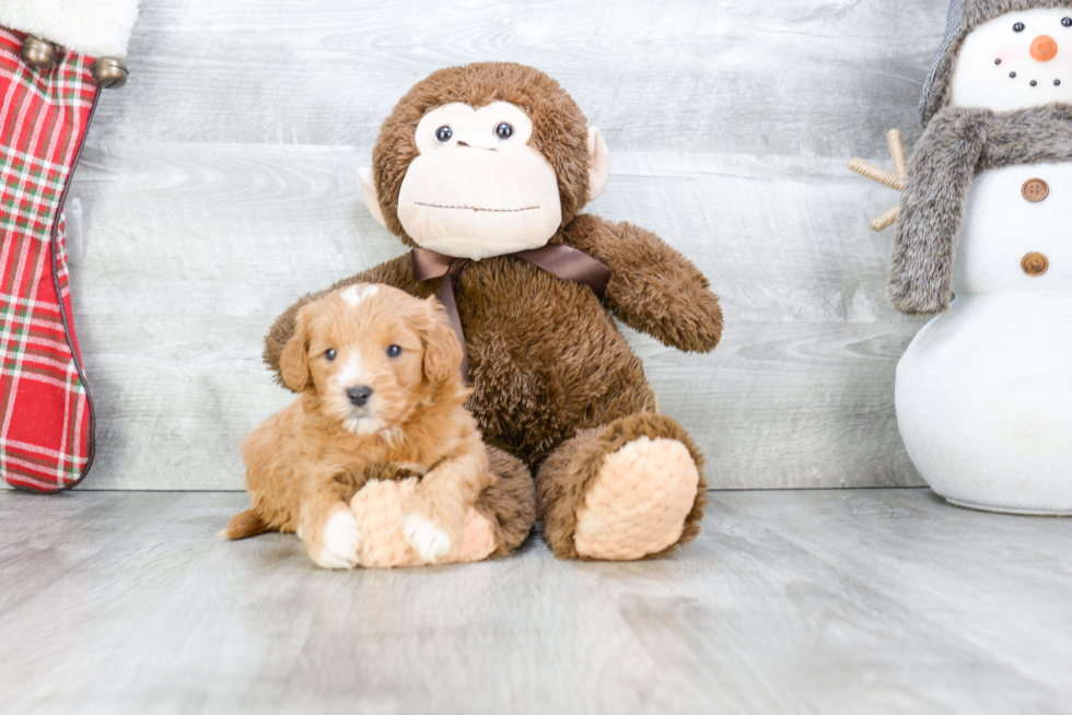 Mini Goldendoodle Pup Being Cute