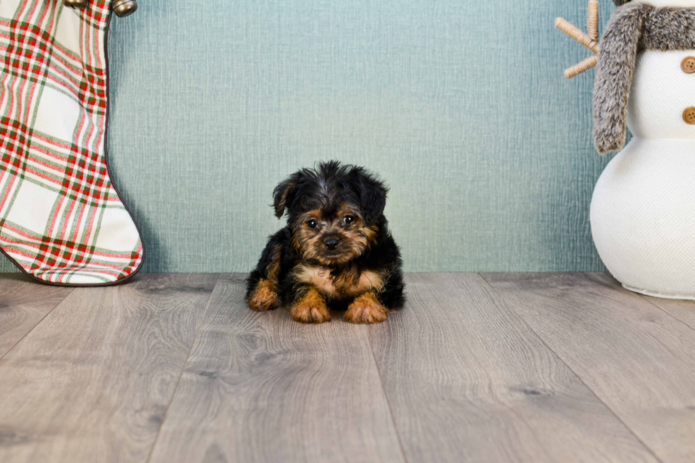 Popular Yorkie Poo Poodle Mix Pup