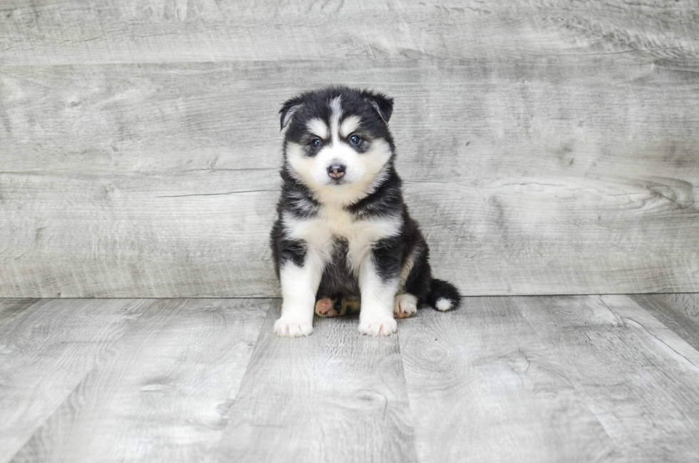 Best Pomsky Baby