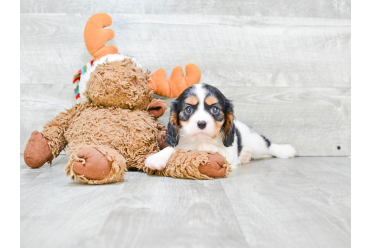 Happy Cavalier King Charles Spaniel Purebred Puppy