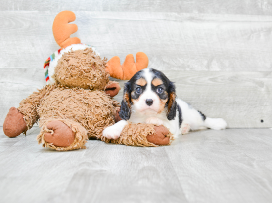 Happy Cavalier King Charles Spaniel Purebred Puppy