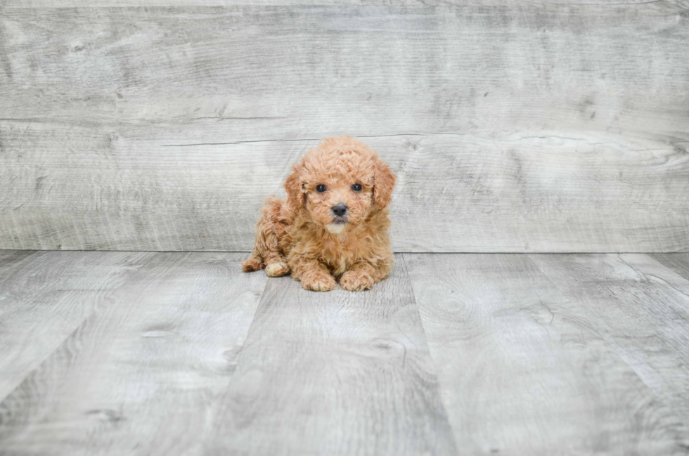 Cavapoo Puppy for Adoption