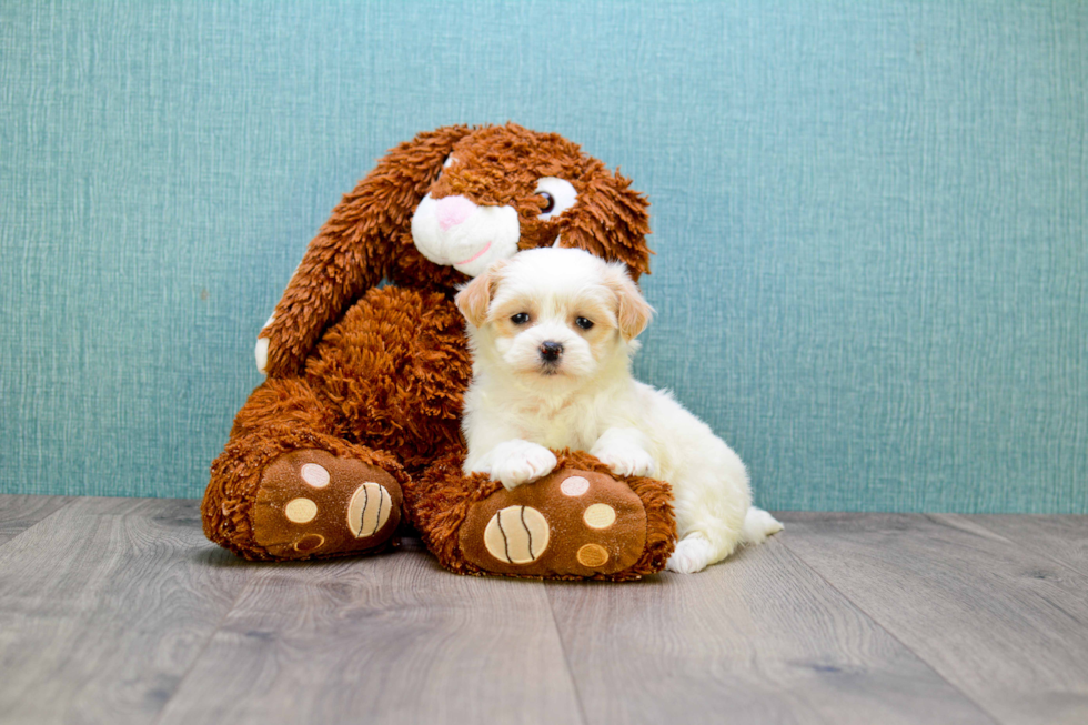 Petite Teddy Bear Designer Pup