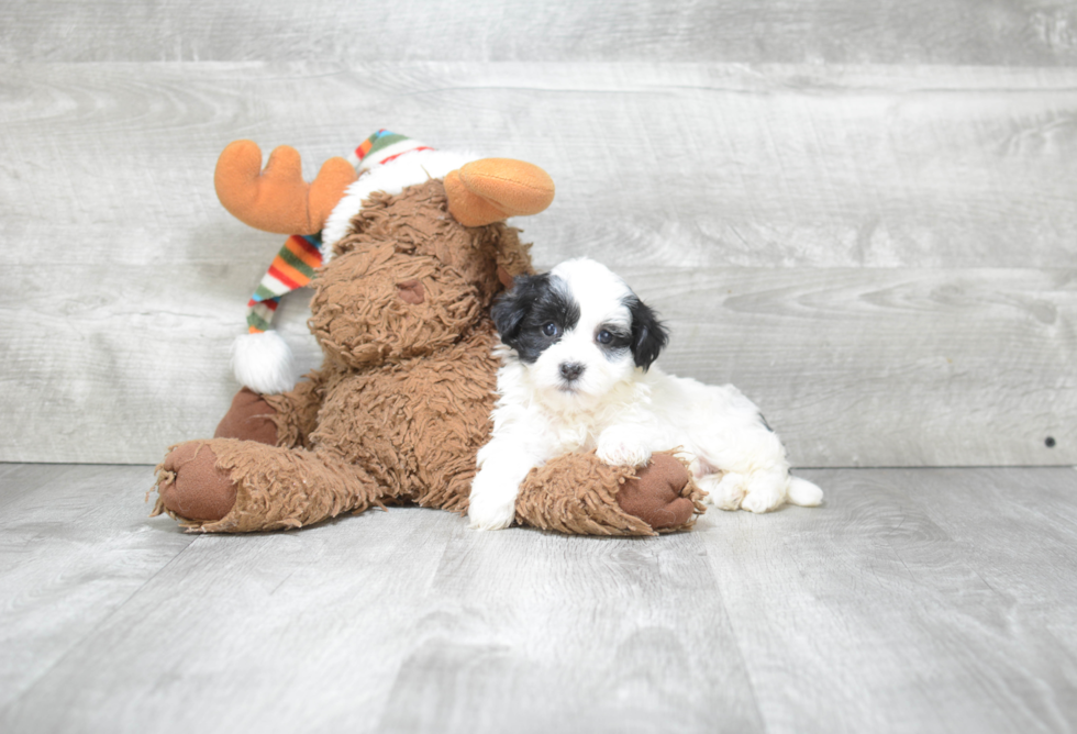 Havanese Puppy for Adoption