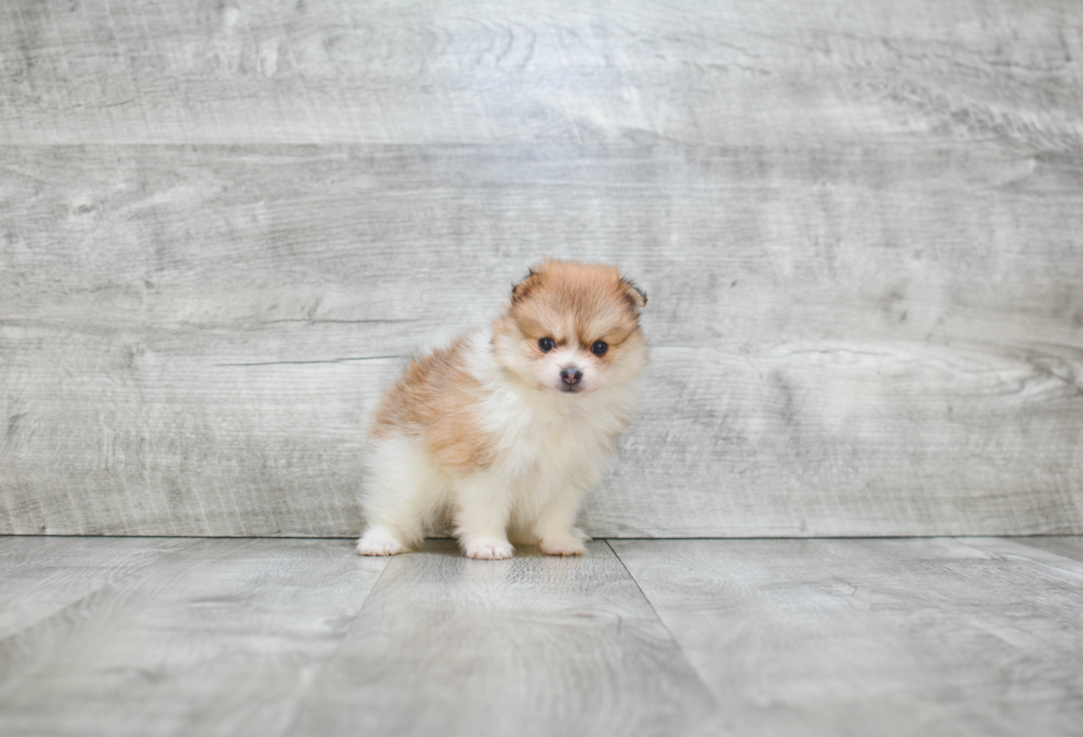 Pomeranian Pup Being Cute