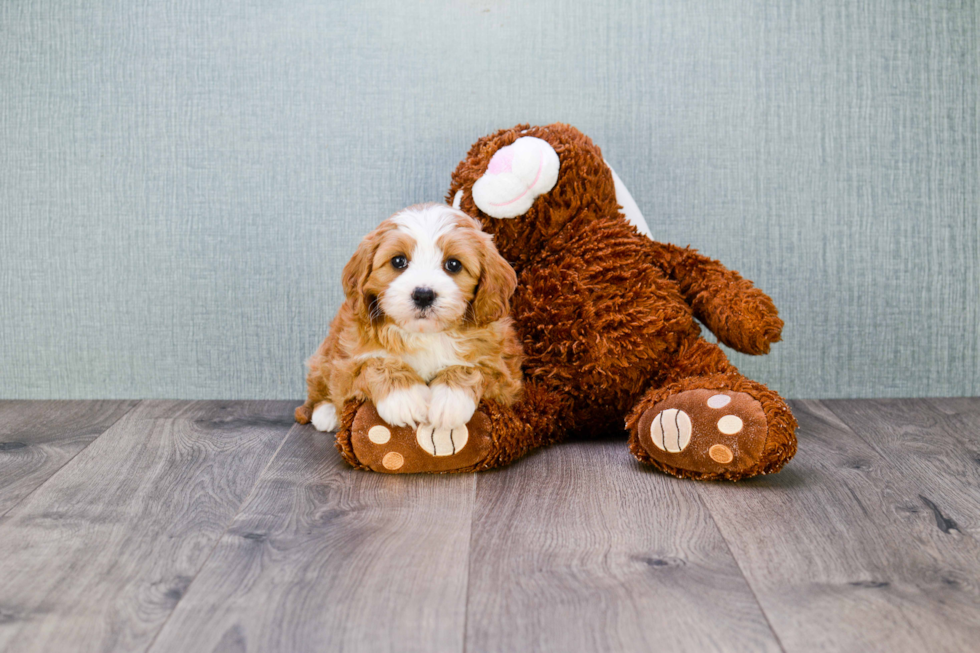 Best Cavapoo Baby