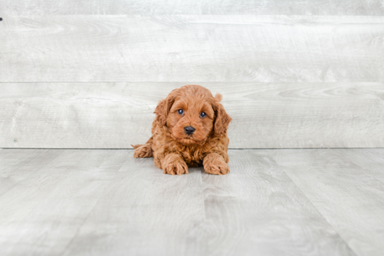 Cavapoo Pup Being Cute