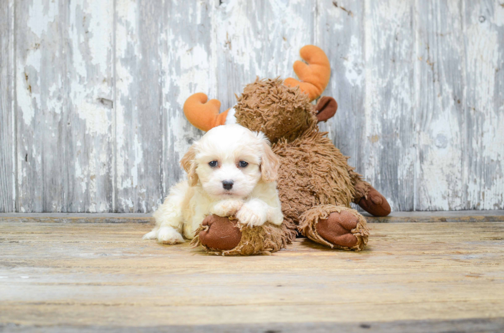 Popular Cavachon Designer Pup