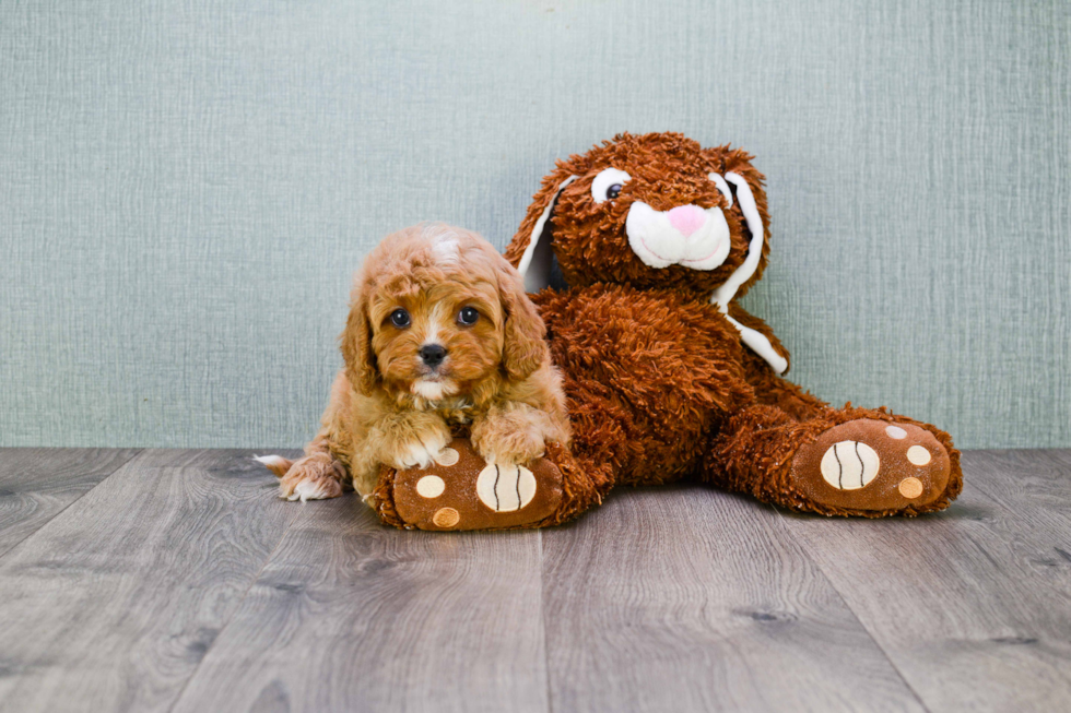 Cavapoo Puppy for Adoption