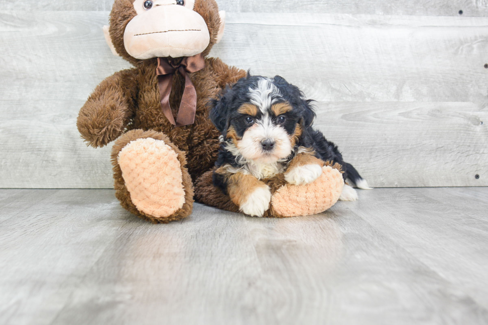 Best Mini Bernedoodle Baby