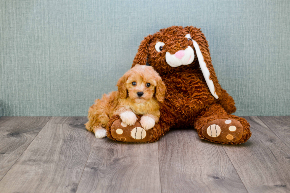 Popular Cavapoo Poodle Mix Pup