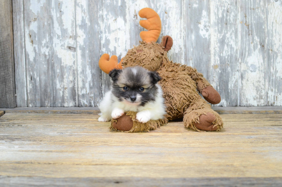 Pomeranian Pup Being Cute