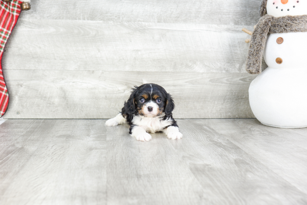 Small Cavalier King Charles Spaniel Baby