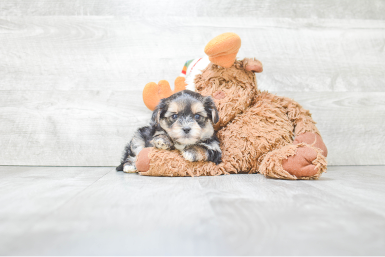 Friendly Shorkie Baby